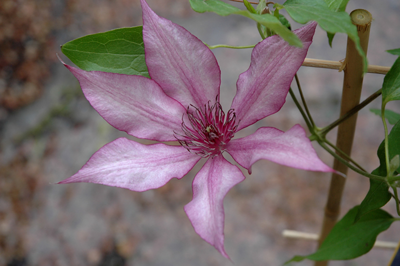 Giselle Clematis (Clematis 'Evipo051') at Caan Floral & Greenhouse