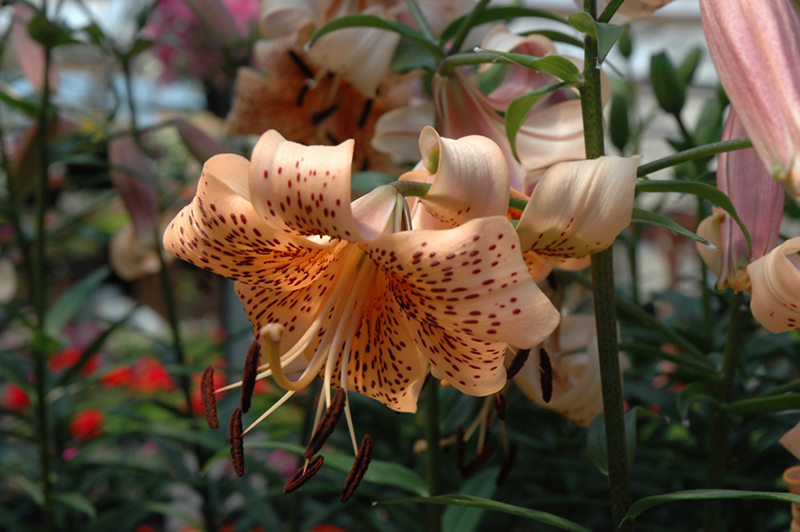 Splendens Tiger Lily (Lilium lancifolium 'Splendens') at Caan Floral & Greenhouse