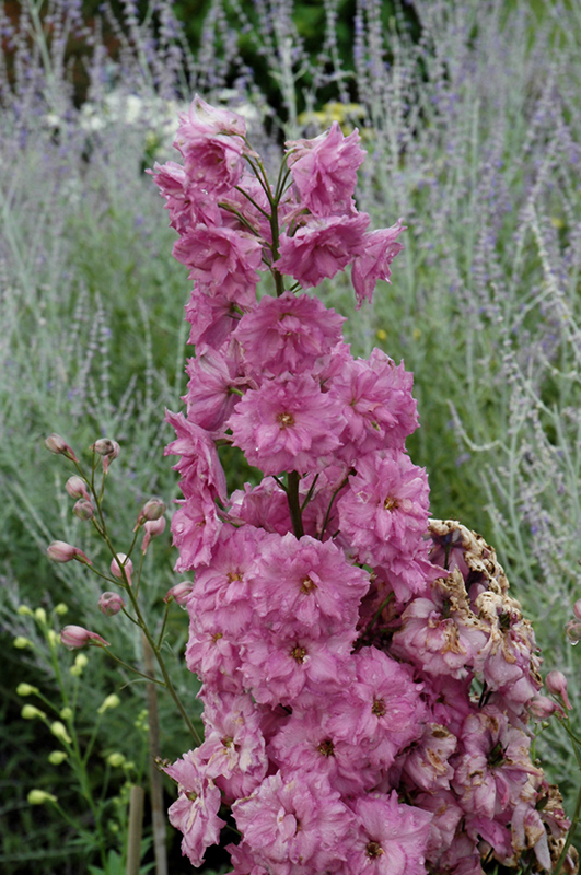Pink Punch Larkspur (Delphinium 'Pink Punch') at Caan Floral & Greenhouse