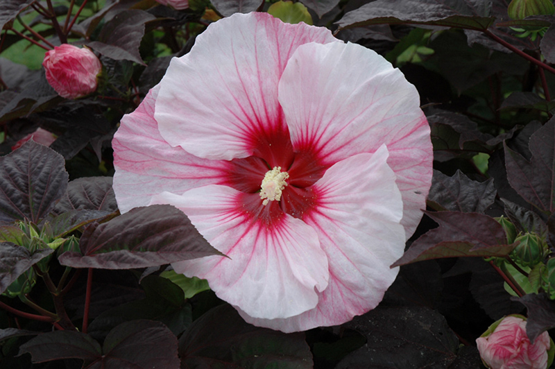 Summerific Perfect Storm Hibiscus (Hibiscus 'Perfect Storm') at Caan Floral & Greenhouse