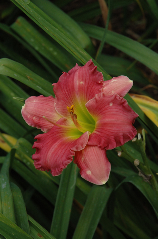 Passionate Returns Daylily (Hemerocallis 'Passionate Returns') at Caan Floral & Greenhouse