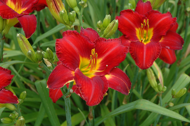 Chicago Apache Daylily (Hemerocallis 'Chicago Apache') at Caan Floral & Greenhouse