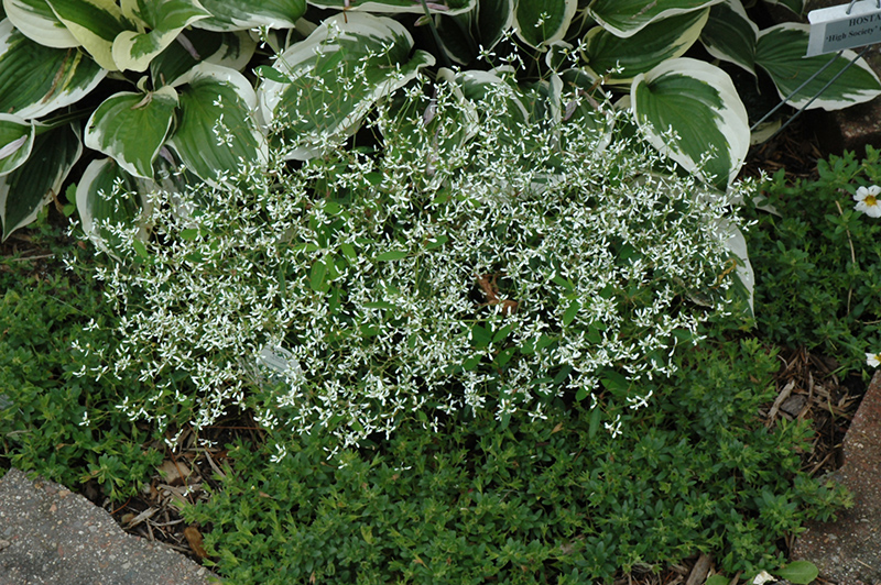 Diamond Frost Euphorbia (Euphorbia 'INNEUPHDIA') at Caan Floral & Greenhouse