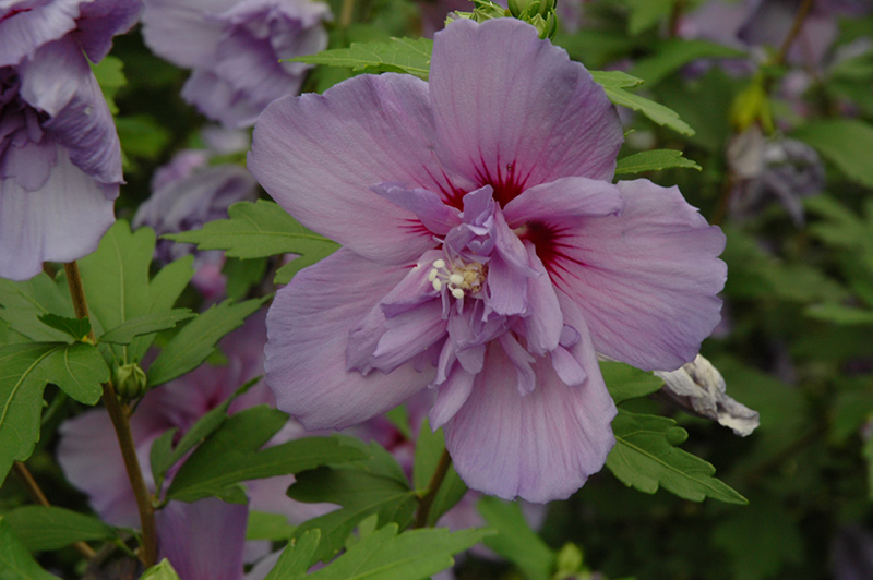 Blue Chiffon Rose of Sharon (Hibiscus syriacus 'Notwoodthree') at Caan Floral & Greenhouse