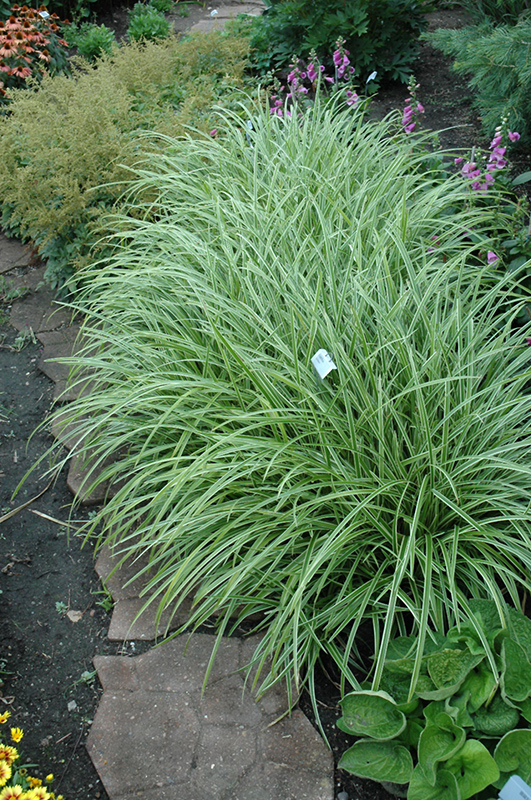 Ice Dance Sedge (Carex morrowii 'Ice Dance') at Caan Floral & Greenhouse