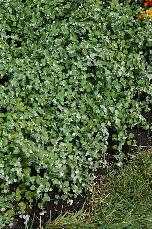 Licorice Splash Licorice Plant (Helichrysum petiolare 'Licorice Splash') at Caan Floral & Greenhouse