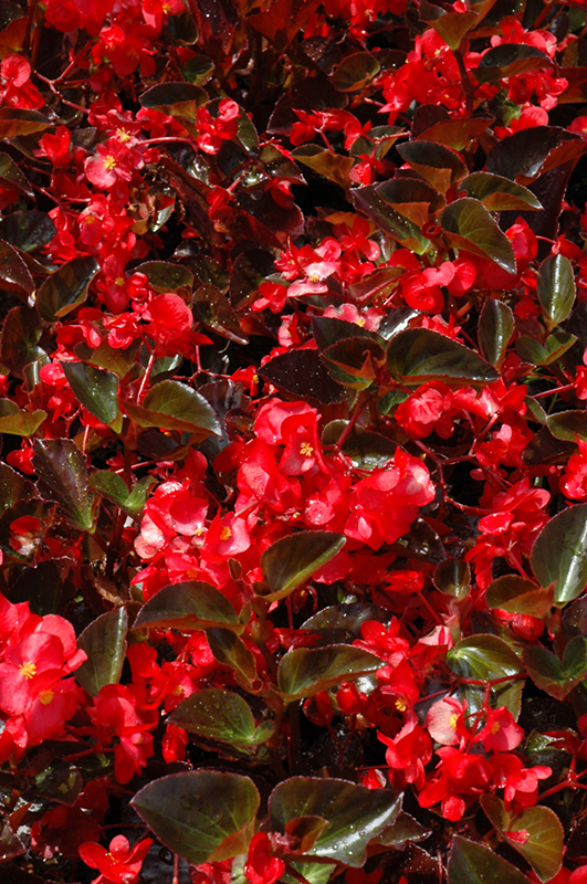 Big Red Bronze Leaf Begonia (Begonia 'Big Red Bronze Leaf') at Caan Floral & Greenhouse