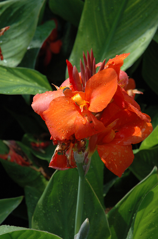 Cannova Red Canna (Canna 'Cannova Red') at Caan Floral & Greenhouse
