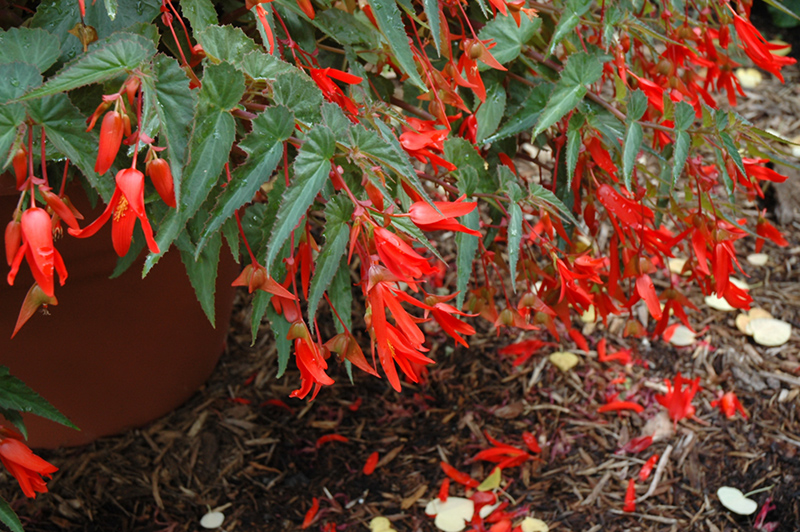 Santa Cruz Begonia (Begonia boliviensis 'Santa Cruz') at Caan Floral & Greenhouse