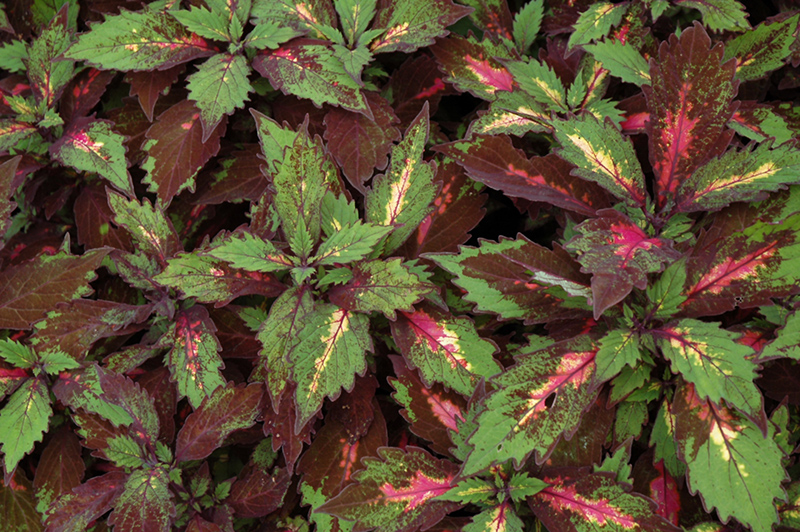 Marquee Special Effects Coleus (Solenostemon scutellarioides 'Special Effects') at Caan Floral & Greenhouse