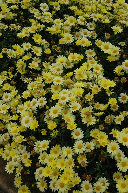 Butterfly Marguerite Daisy (Argyranthemum frutescens 'Butterfly') at Caan Floral & Greenhouse