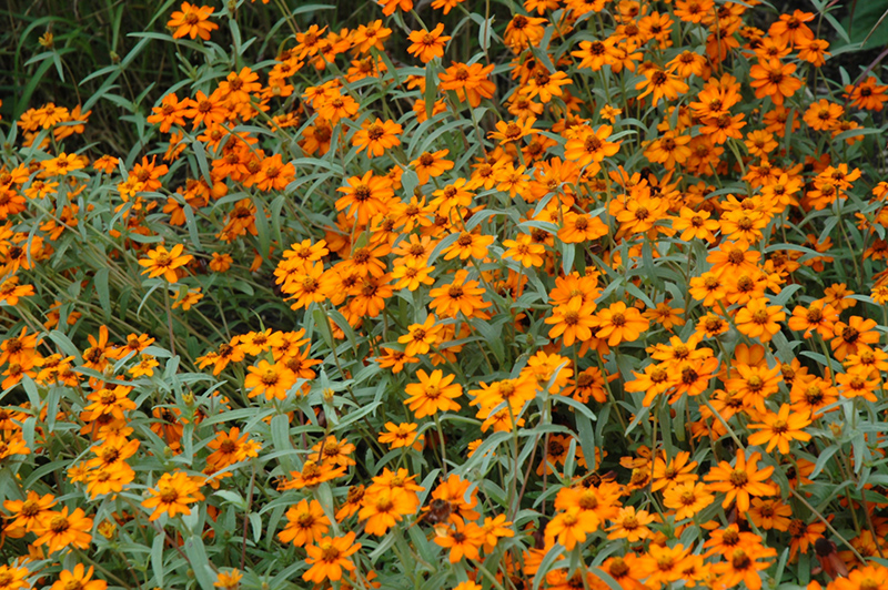 Star Orange Zinnia (Zinnia angustifolia 'Star Orange') at Caan Floral & Greenhouse