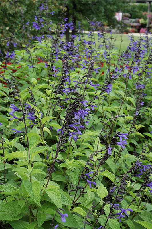 Black And Bloom Sage (Salvia guaranitica 'Black And Bloom') at Caan Floral & Greenhouse