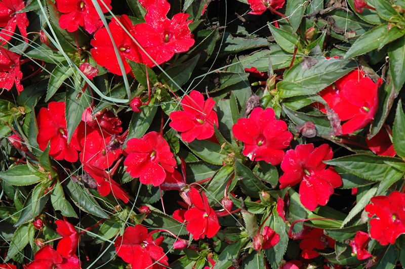 SunPatiens Compact Red New Guinea Impatiens (Impatiens 'SunPatiens Compact Red') at Caan Floral & Greenhouse