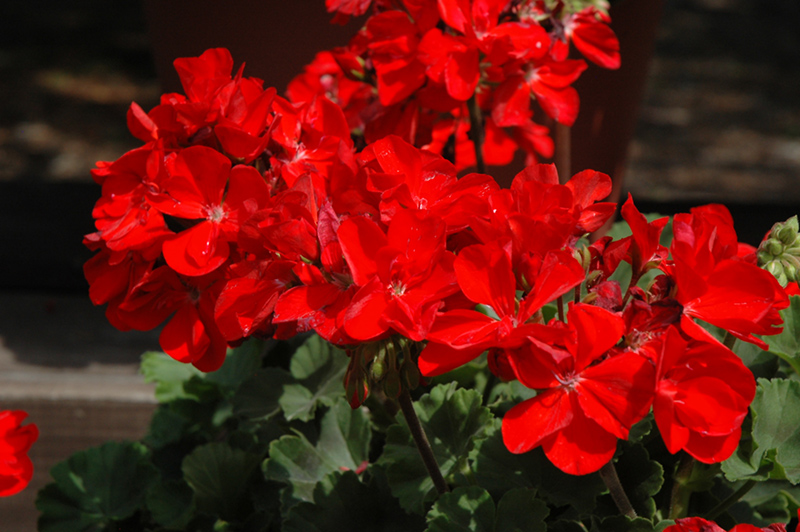 Tango Red Geranium (Pelargonium 'Tango Red') at Caan Floral & Greenhouse