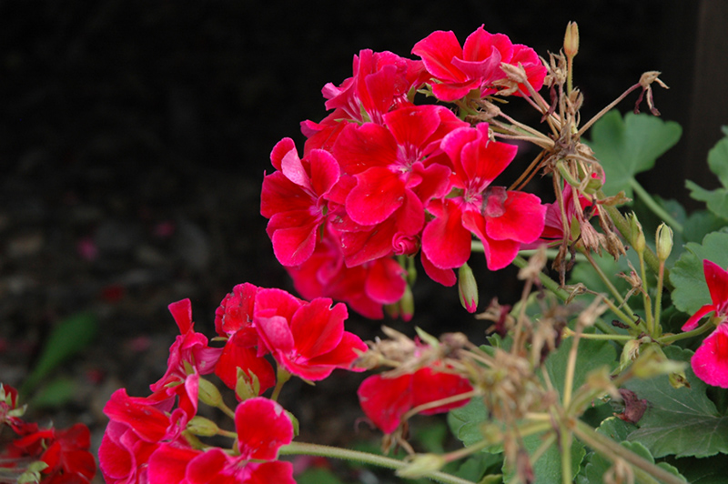 Calliope Crimson Flame Geranium (Pelargonium 'Calliope Crimson Flame') at Caan Floral & Greenhouse
