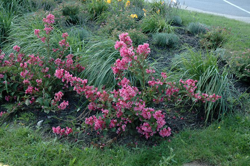 Sonic Bloom Pink Reblooming Weigela (Weigela florida 'Bokrasopin') at Caan Floral & Greenhouse