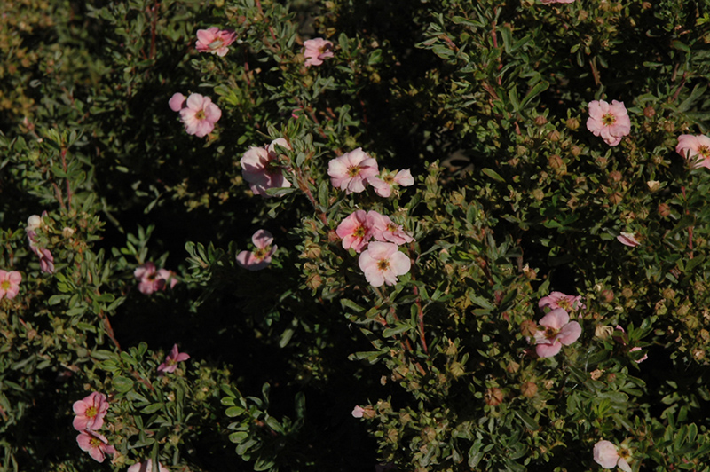 Happy Face Pink Paradise Potentilla (Potentilla fruticosa 'Kupinpa') at Caan Floral & Greenhouse