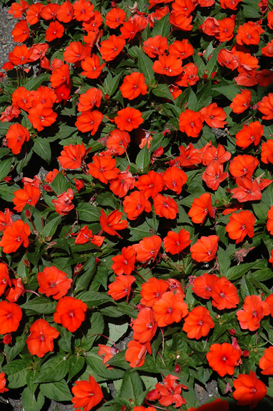 SunPatiens Compact Electric Orange New Guinea Impatiens (Impatiens 'SunPatiens Compact Electric Orange') at Caan Floral & Greenhouse