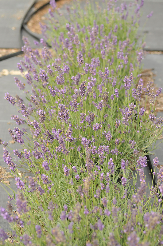 SuperBlue Lavender (Lavandula angustifolia 'SuperBlue') at Caan Floral & Greenhouse