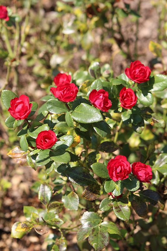 Petite Knock Out Rose (Rosa 'Meibenbino') at Caan Floral & Greenhouse