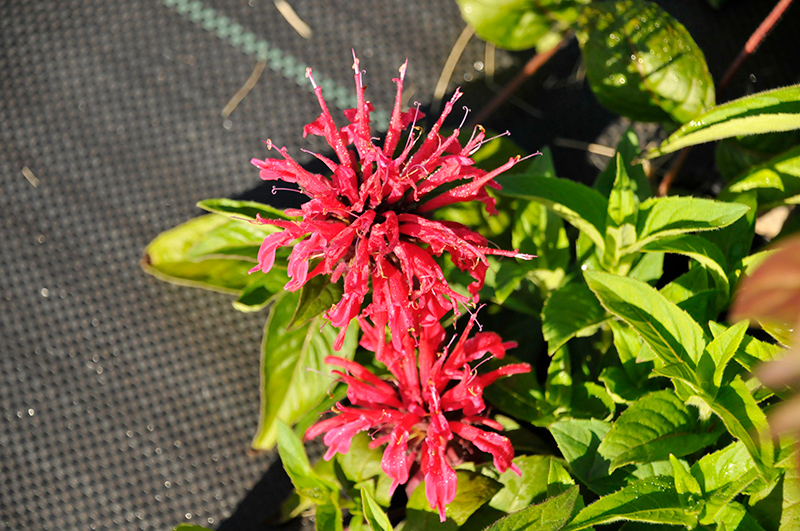 BeeMine Red Beebalm (Monarda didyma 'Balbeemed') at Caan Floral & Greenhouse