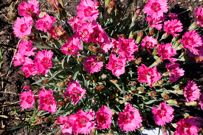 Paint The Town Fancy Pinks (Dianthus 'Paint The Town Fancy') at Caan Floral & Greenhouse