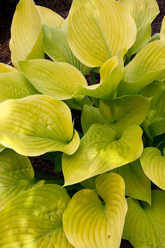 Age of Gold Hosta (Hosta 'Age of Gold') at Caan Floral & Greenhouse