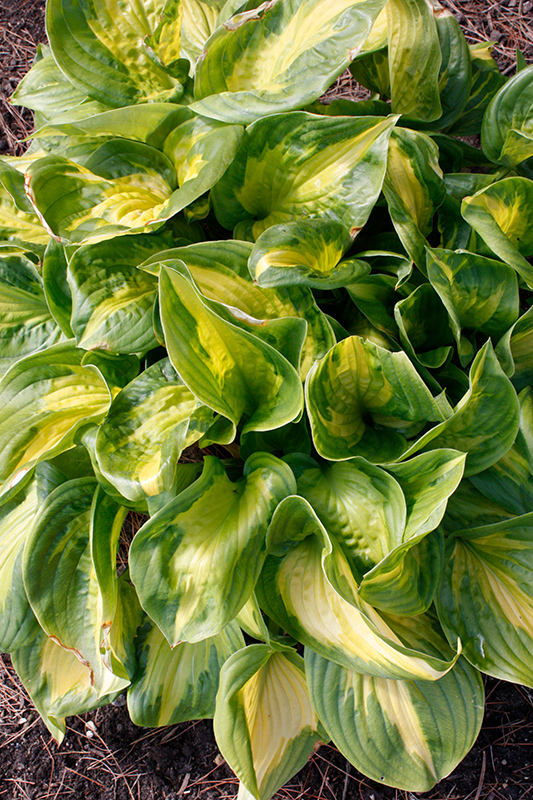 Shadowland Etched Glass Hosta (Hosta 'Etched Glass') at Caan Floral & Greenhouse