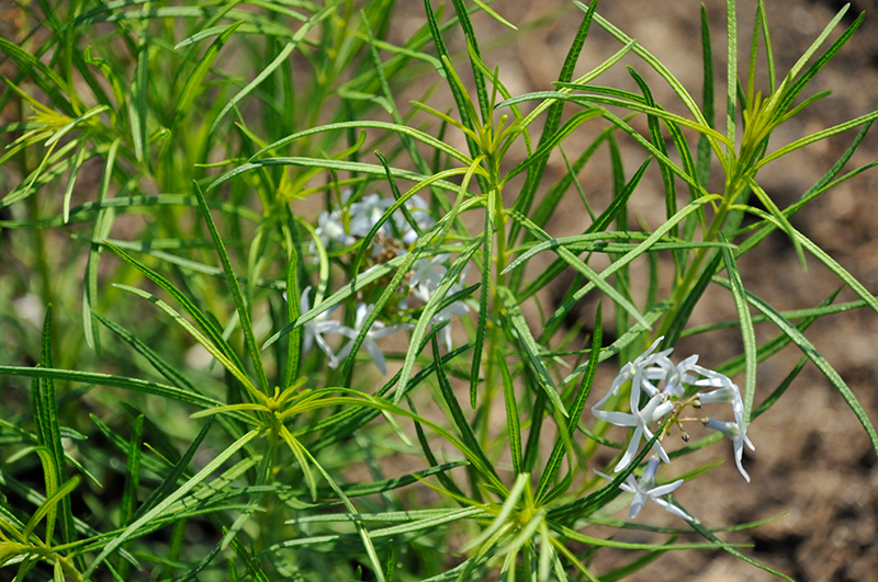 String Theory Blue Star (Amsonia 'String Theory') at Caan Floral & Greenhouse