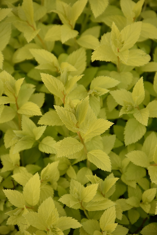 Double Play Gold Spirea (Spiraea japonica 'Yan') at Caan Floral & Greenhouse