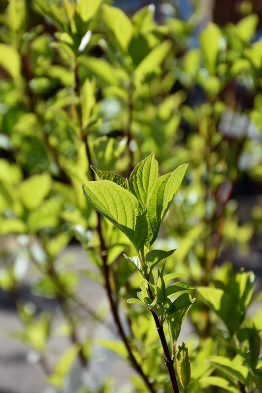 Bailey Red-Twig Dogwood (Cornus baileyi) at Caan Floral & Greenhouse