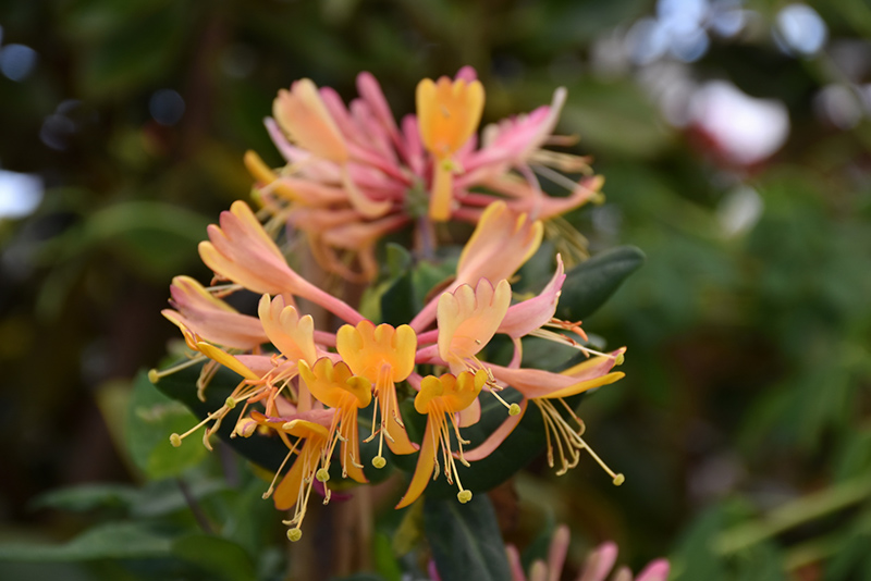 Goldflame Honeysuckle (Lonicera x heckrottii) at Caan Floral & Greenhouse