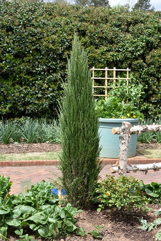 Blue Arrow Juniper (Juniperus scopulorum 'Blue Arrow') at Caan Floral & Greenhouse