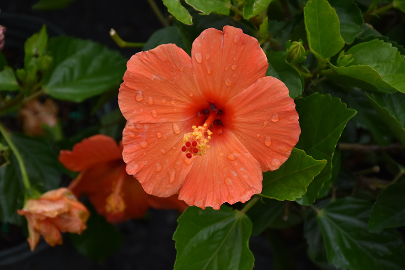 Mandarin Wind Hibiscus (Hibiscus rosa-sinensis 'Mandarin Wind') at Caan Floral & Greenhouse