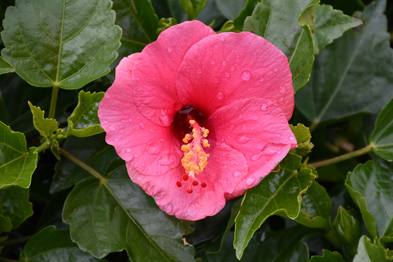 Tradewinds Tortuga Wind Hibiscus (Hibiscus rosa-sinensis 'Tortuga Wind') at Caan Floral & Greenhouse