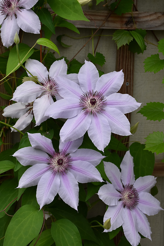 Nelly Moser Clematis (Clematis 'Nelly Moser') at Caan Floral & Greenhouse