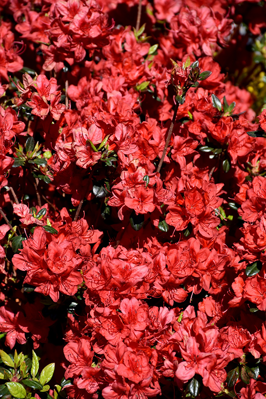 Stewartstonian Azalea (Rhododendron 'Stewartstonian') at Caan Floral & Greenhouse