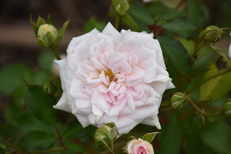 White Drift Rose (Rosa 'Meizorland') at Caan Floral & Greenhouse