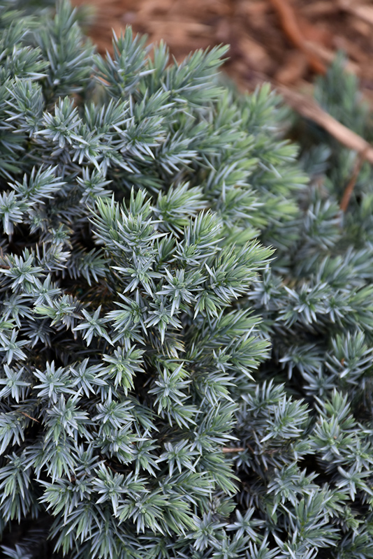 Blue Star Juniper (Juniperus squamata 'Blue Star') at Caan Floral & Greenhouse