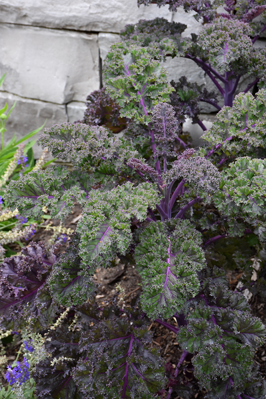 Redbor Kale (Brassica oleracea var. acephala 'Redbor') at Caan Floral & Greenhouse