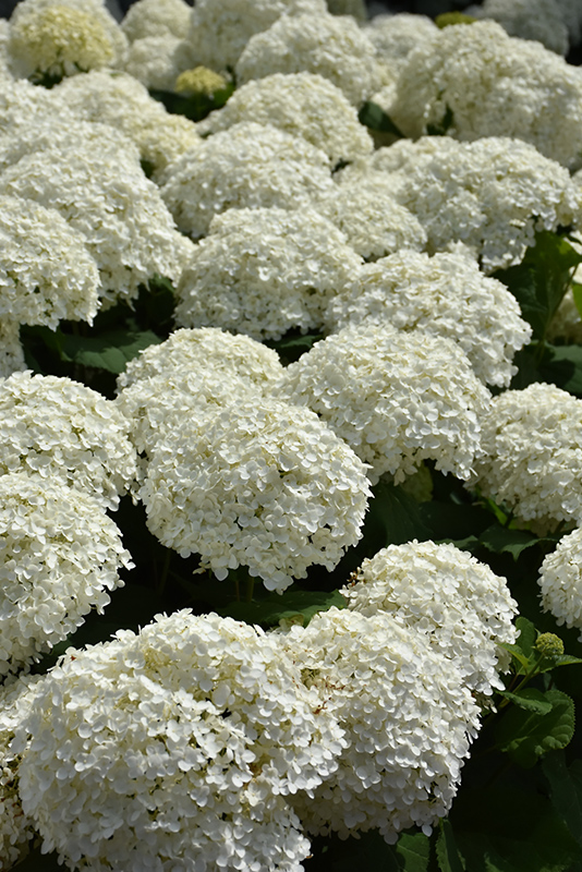 Incrediball Hydrangea (Hydrangea arborescens 'Abetwo') at Caan Floral & Greenhouse