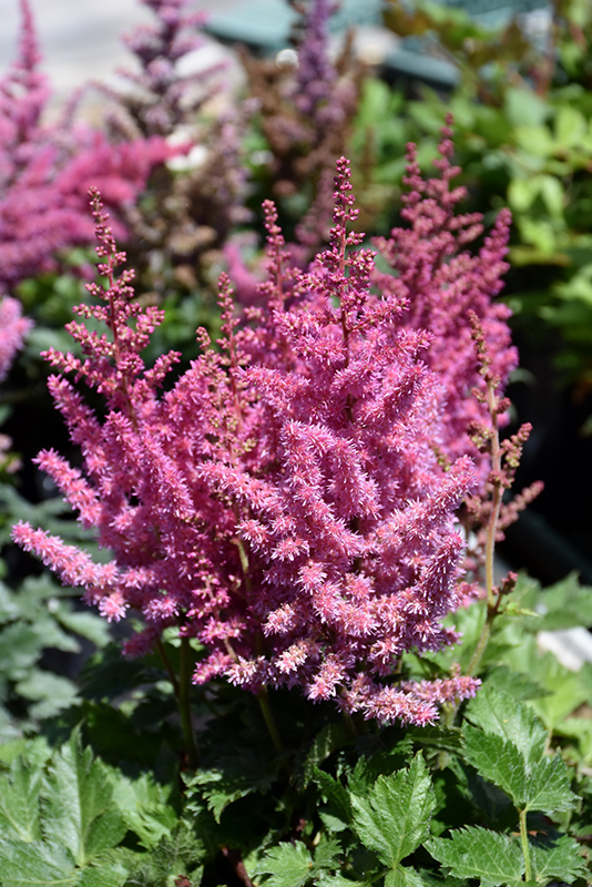 Little Vision In Pink Chinese Astilbe (Astilbe chinensis 'Little Vision In Pink') at Caan Floral & Greenhouse