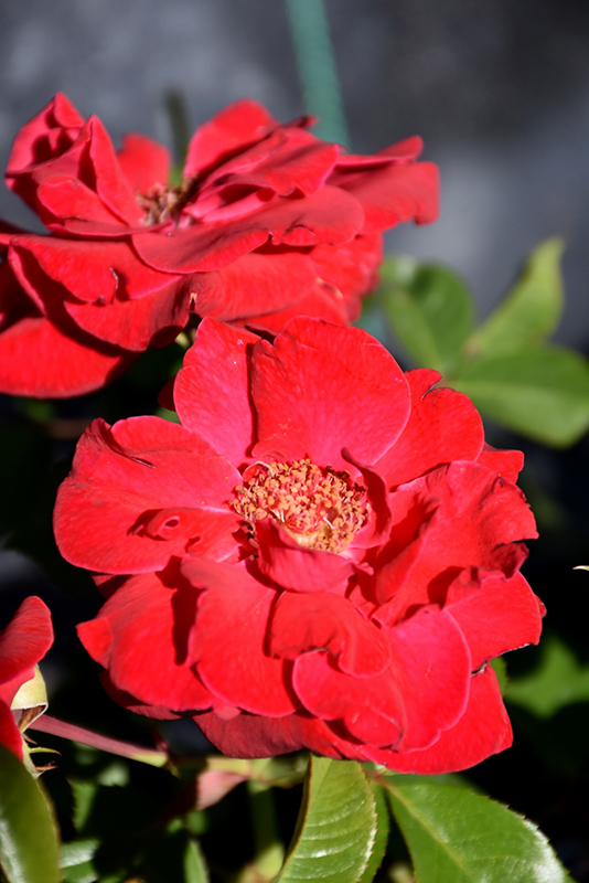 Como Park Rose (Rosa 'Como Park') at Caan Floral & Greenhouse