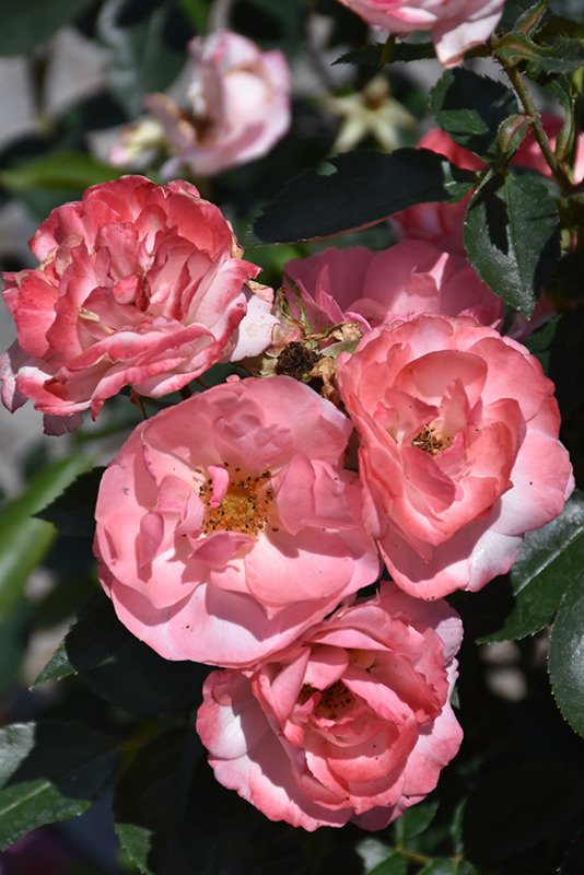 Calypso Rose (Rosa 'BAIypso') at Caan Floral & Greenhouse