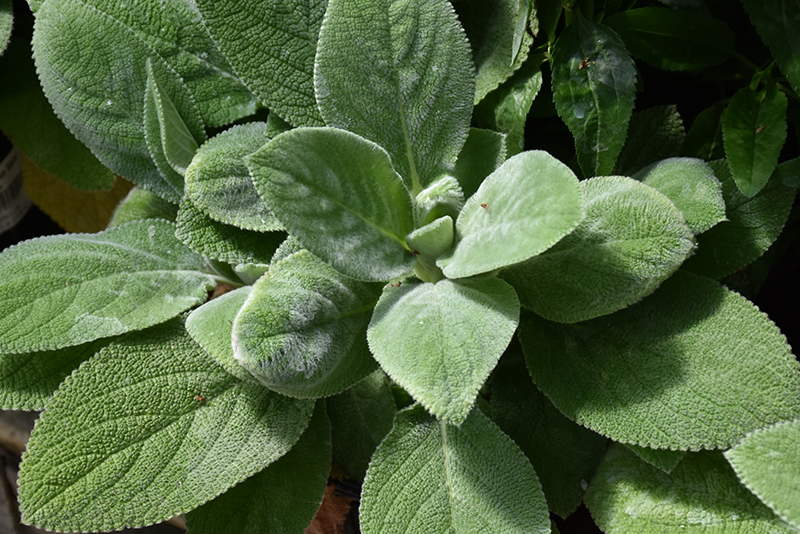 Giant Lamb's Ears (Stachys byzantina 'Big Ears') at Caan Floral & Greenhouse