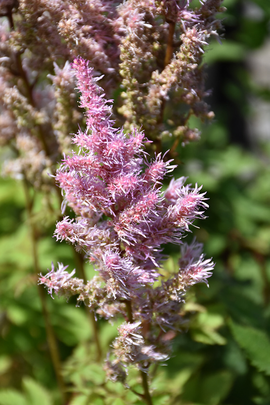 Ice Cream Astilbe (Astilbe x arendsii 'Ice Cream') at Caan Floral & Greenhouse