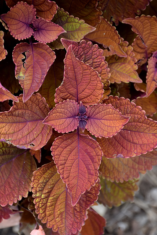 Wall Street Coleus (Solenostemon scutellarioides 'Wall Street') at Caan Floral & Greenhouse