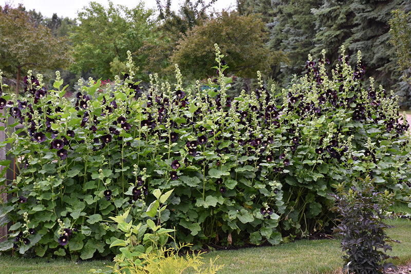 Black Hollyhock (Alcea rosea 'Nigra') at Caan Floral & Greenhouse