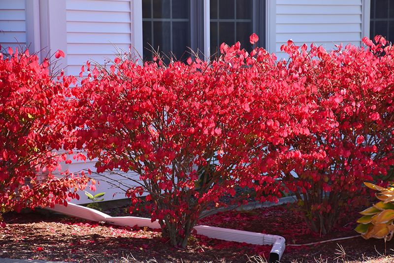 Chicago Fire Burning Bush (Euonymus alatus 'Chicago Fire') at Caan Floral & Greenhouse